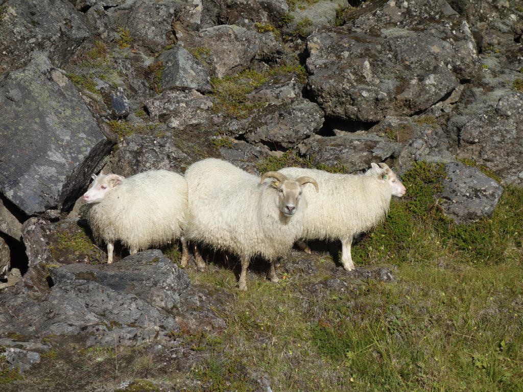 Islandské ovečky