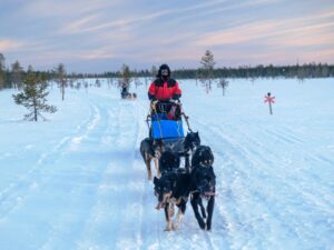 Musherské psy v akci